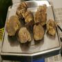 Truffes Tuber Magnatum Pico