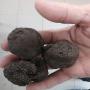 Truffes Tuber Uncinatum