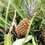 vente d'exportation | ananas 