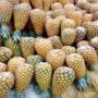 VENTE D'EXPORTATION | ANANAS 