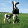 search for 100 200 cows