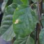 vente feuilles de mangue 
