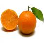 ORANGE CLEMENTINE CITRON  ALGARVE PORTUGAL