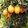 Fresh Oranges from  Morocco