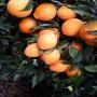 Oranges fra&icirc;ches du Maroc 