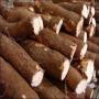  L'ACHAT DE TUBERCULES MANIOC