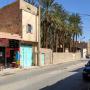 A vendre 70 palmiers Degletnour avec  2 maisons.