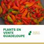 Plants de piments forts (rouge) et v&eacute;g&eacute;tariens 