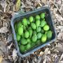 Avocado Hass Maroc 