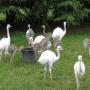 ostriches, emus, rheas and their eggs