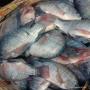 tilapia congele origine vietnam et indonesie 