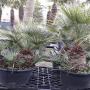 Chamaerops humilis var. cerifera