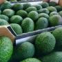 Fruit Avocat Hass