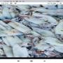 Poissons congel&eacute; &agrave; l'export