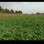 Haricots mungo vertes du ethiopie