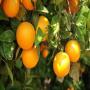 ferme de 101 orange