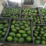 Avocat hassi