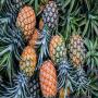 Votre produit agricoles