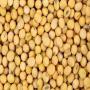 Soybeans  100,000 MT  montly