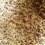 VENTE RIZ PADDY