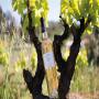 VIN IGP ros&eacute; BIO DU VAR DOMAINE TERRE DU REAL