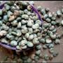 Toutes vos produits agricoles