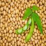soya bean from  brazil