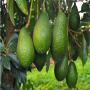 96 hectare d avocat