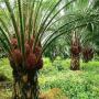 Noix de palme des productions
