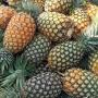 Ananas de qualit&eacute; disponible