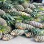 Ananas de bon calibre