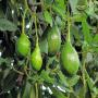 Avocat beurre  de qualit&eacute;