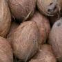 Noix de coco dispo