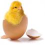 PRODUITS AGRO - PRODUITS DE PECHE - POUSSIN 