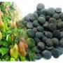 Graines s&egrave;ches de Griffonia disponible 
