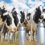 Vaches laiti&egrave;res