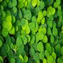 Recherche d'acheteurs de desmodium 