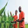Prestation de services en agribusiness 