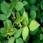 Desmodium adscendens disponible.