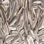 RECHERCHONS FOURNISSEURS DE GRAINES DE TOURNESOL