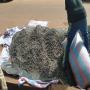 Recherche d'acheteurs de graines de griffonia 