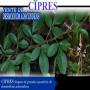 Vente de desmodium adescendens