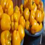 Poivron jaune en vente