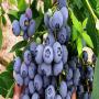 Fruits Rouge