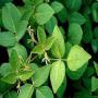 Vente de desmodium adescendens