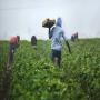 Prestation de services en agribusiness