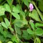 Vente de desmodium adescendens