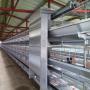 poultry  laying cages  & equipment