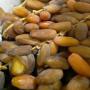 Vente des dattes deglette  ennour 