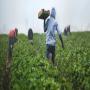 Prestation de services en agribusiness